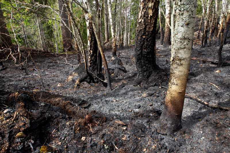 Tågförseningar i Västerbotten påverkar resenärer