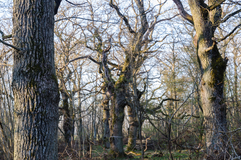 Jacob Lilliecreutz skog återhämtar sig efter stormen Gudrun