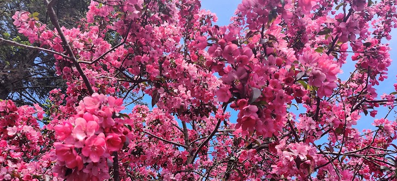 Misstänkt jaktbrott i Veberöd – rester av vildsvin hittade