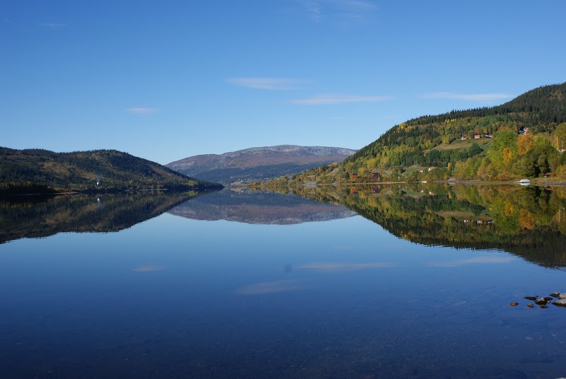 Viltolycka i Björnänge – älg kolliderade med personbil