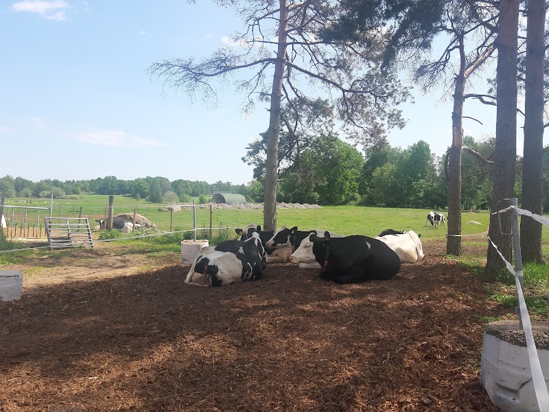 Lammsafari på Rugstorps Lantgård