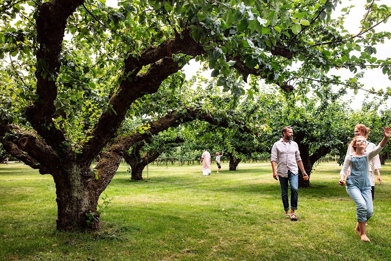 Kiviks Musteri: Österlens äppelhjärta – från 1888 till framtidens must