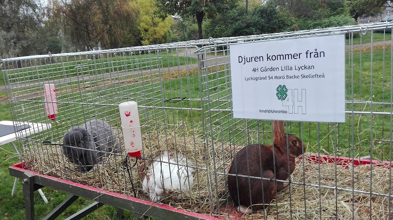 Sörfjärden i Skelleftehamn – stadens blå vardagsrum för motion och möten