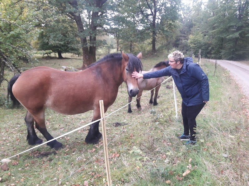 Ätrans dalgång: Falkenbergs levande älvlandskap – lax, lövskogar och kulturarv