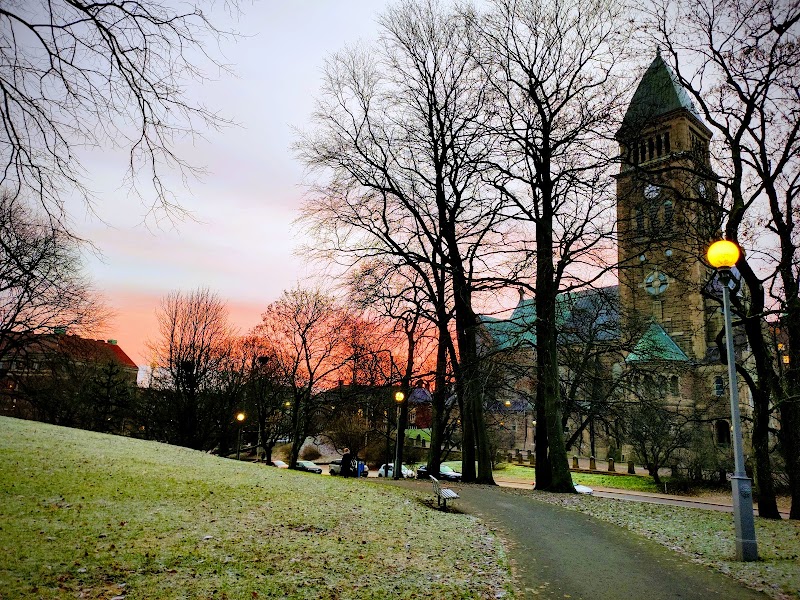 Göteborg planterar nya träd efter almsjukan