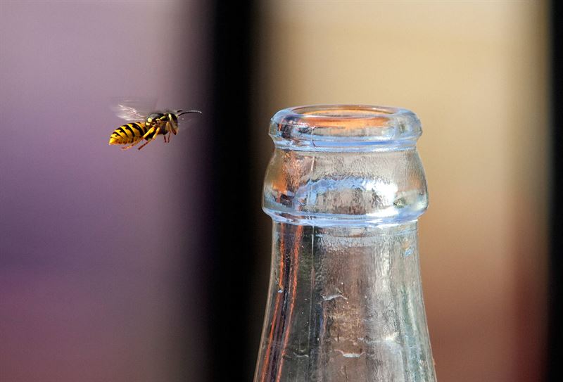 Getingarna har vaknat – husägare uppmanas att förebygga bon redan nu