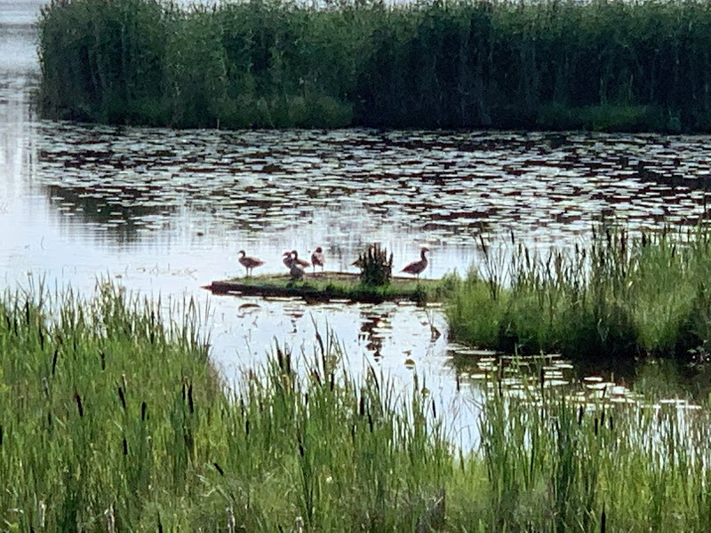 Fågelskådning vid Barkeryds fågeltorn