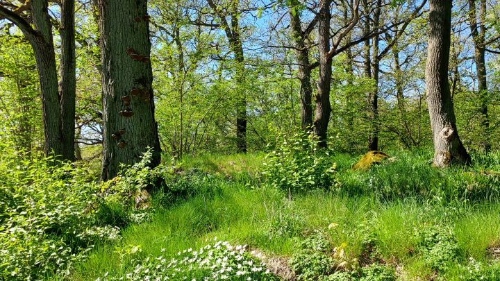 Nytt biotopskyddsområde invigs i Vårberg den 22 maj