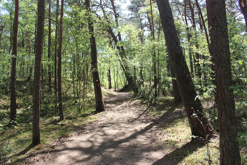 UFO RUN 5k & 10k – traillopp i Kronoskogen
