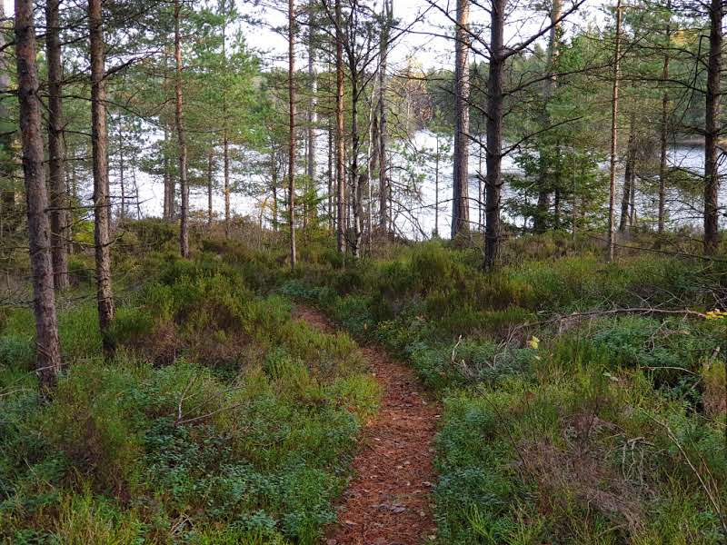 Guidad vandring på Kroppefjälls högplatå