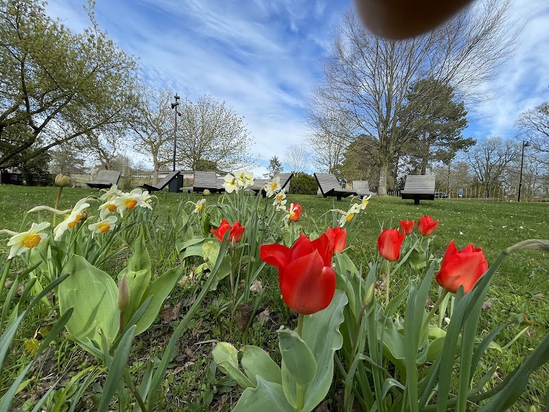 Fladdermusexkursion i Sankt Larsparken