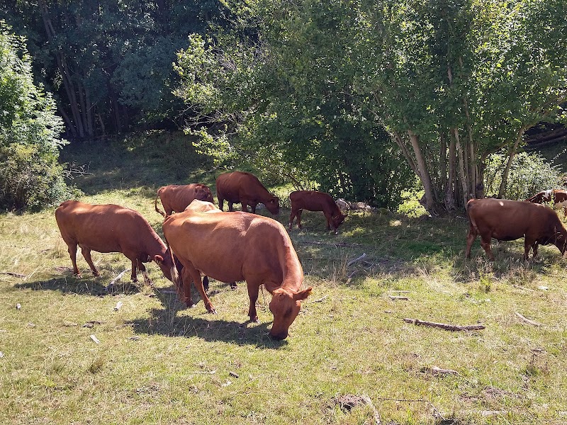 Biologiska mångfaldens dag