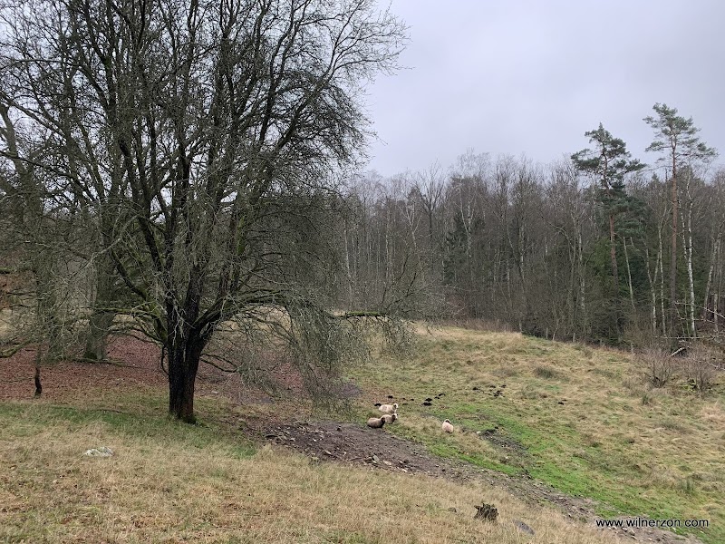 Picknick i Linnéängen