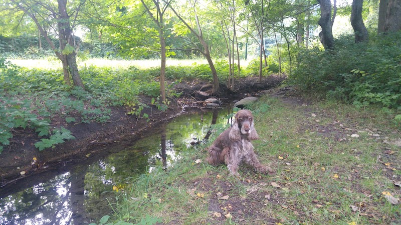 Fladdermussafari i Hammars park