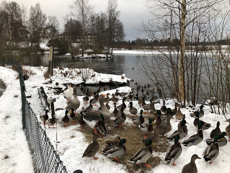 Nationaldagsfirande vid Gåsadammen i Vittsjö