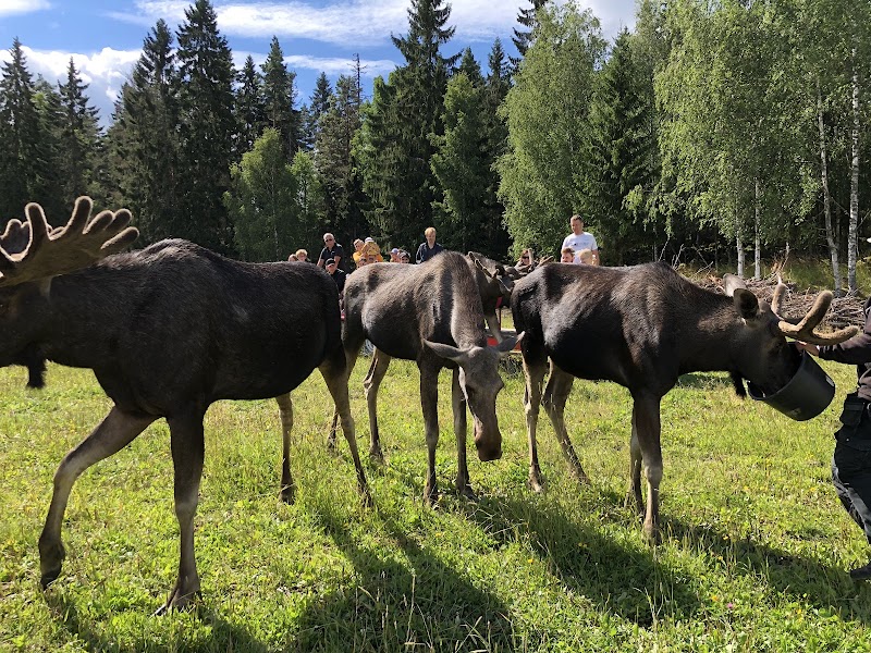 Fira sommarlovet i Gårdsjö