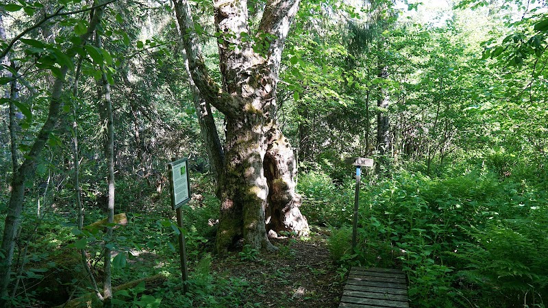 Vårblommor i Halsviksravinen