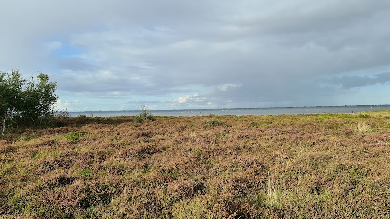 Vellinge satsar på att skydda backsvalorna i Skanör-Hölls naturreservat