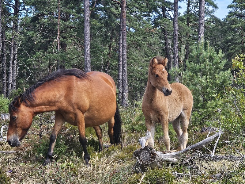 Guidad tur i russparken på Lojsta hed