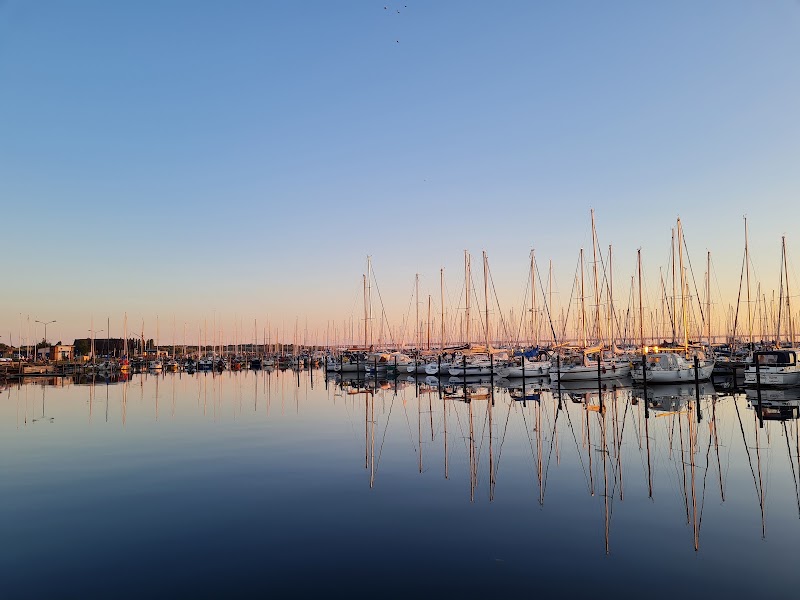 Sälunge ensam på Limhamn – hamnmästaren uppmanar att inte röra den