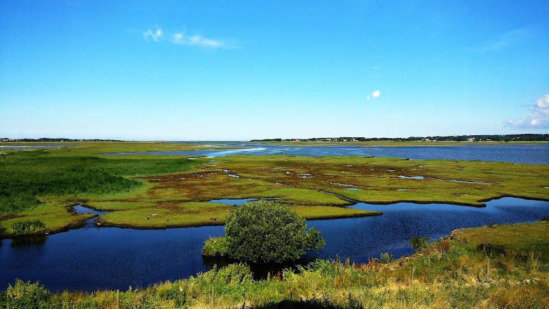 Fågelguidning vid Naturum Getterön