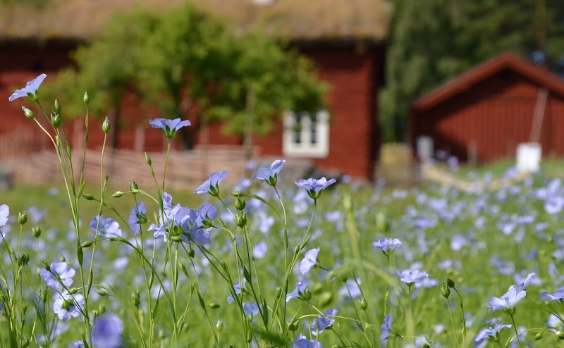 Danskväll på Vallby Friluftsmuseum