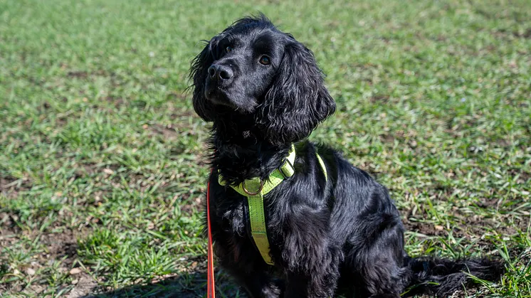Kraftringen kontrollerar gasnätet i Lund med specialtränad hund