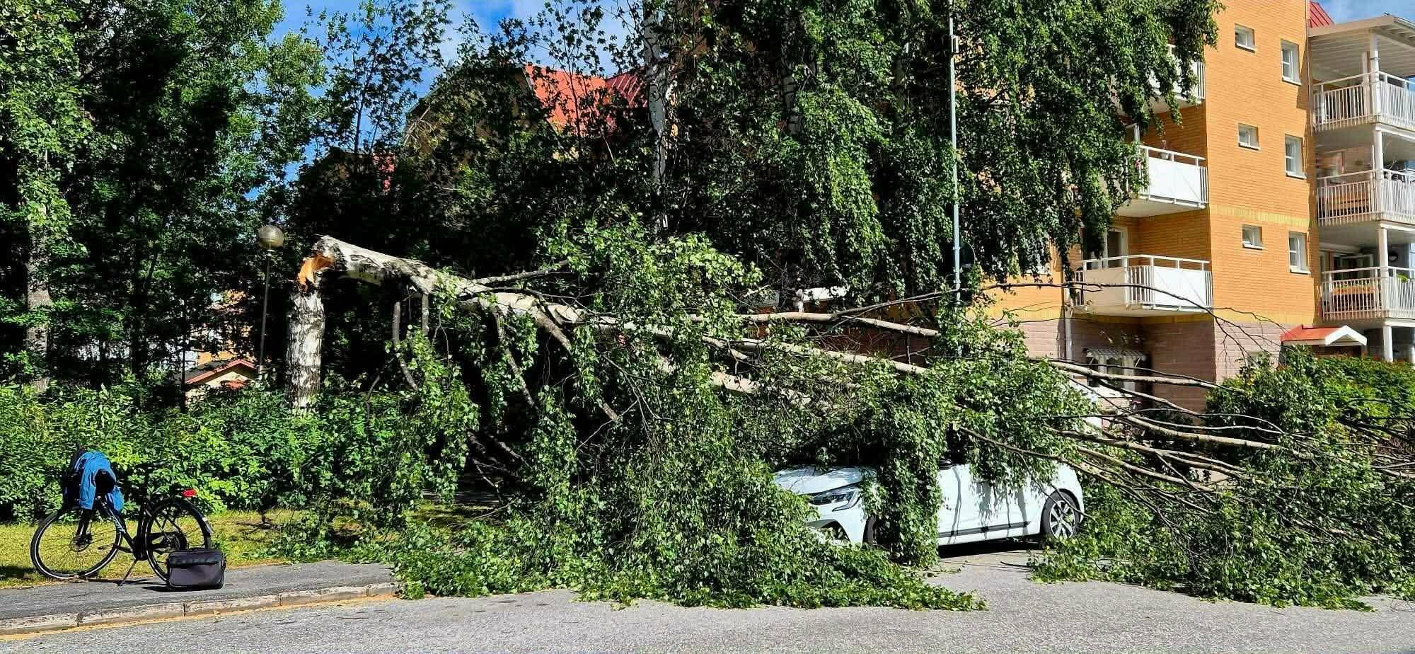 Stort träd föll över bil på Storgatan