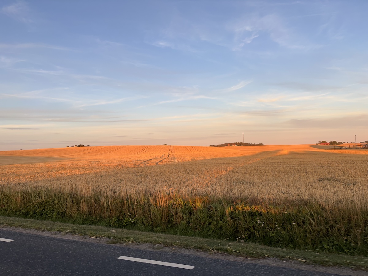 En bild visar ett vidsträckt fält med gulbrun gröda, möjligen säd, under en himmel med blå och orange toner. Marken sluttar lätt uppåt i bakgrunden och solljuset skapar långa skuggor. I förgrunden syns en bit av en asfalterad väg med vita körfältsmar