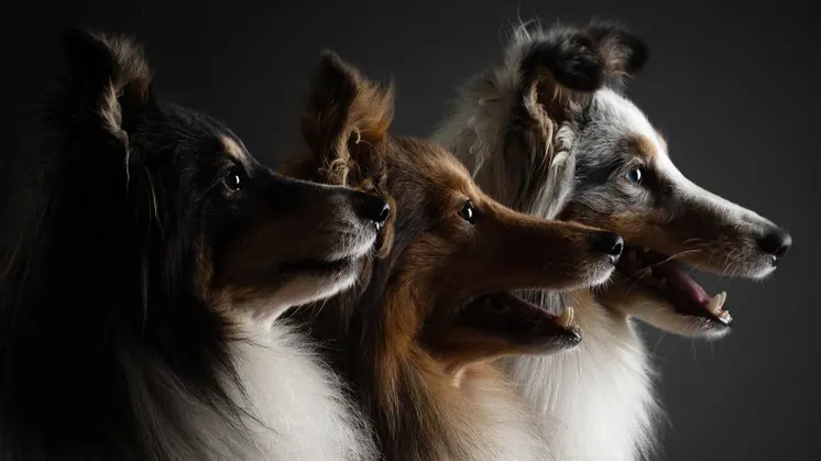8 831 hundar väntas till Stockholmsmässan under European Dog Show 2026