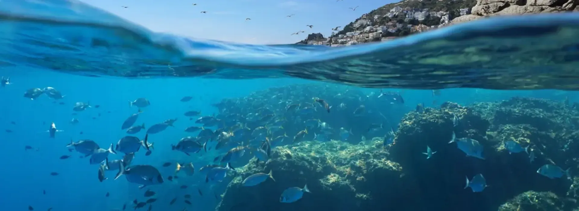 Arrecife en mar de baja profundidad