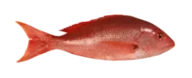 Pargo rojo