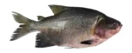 Cachama