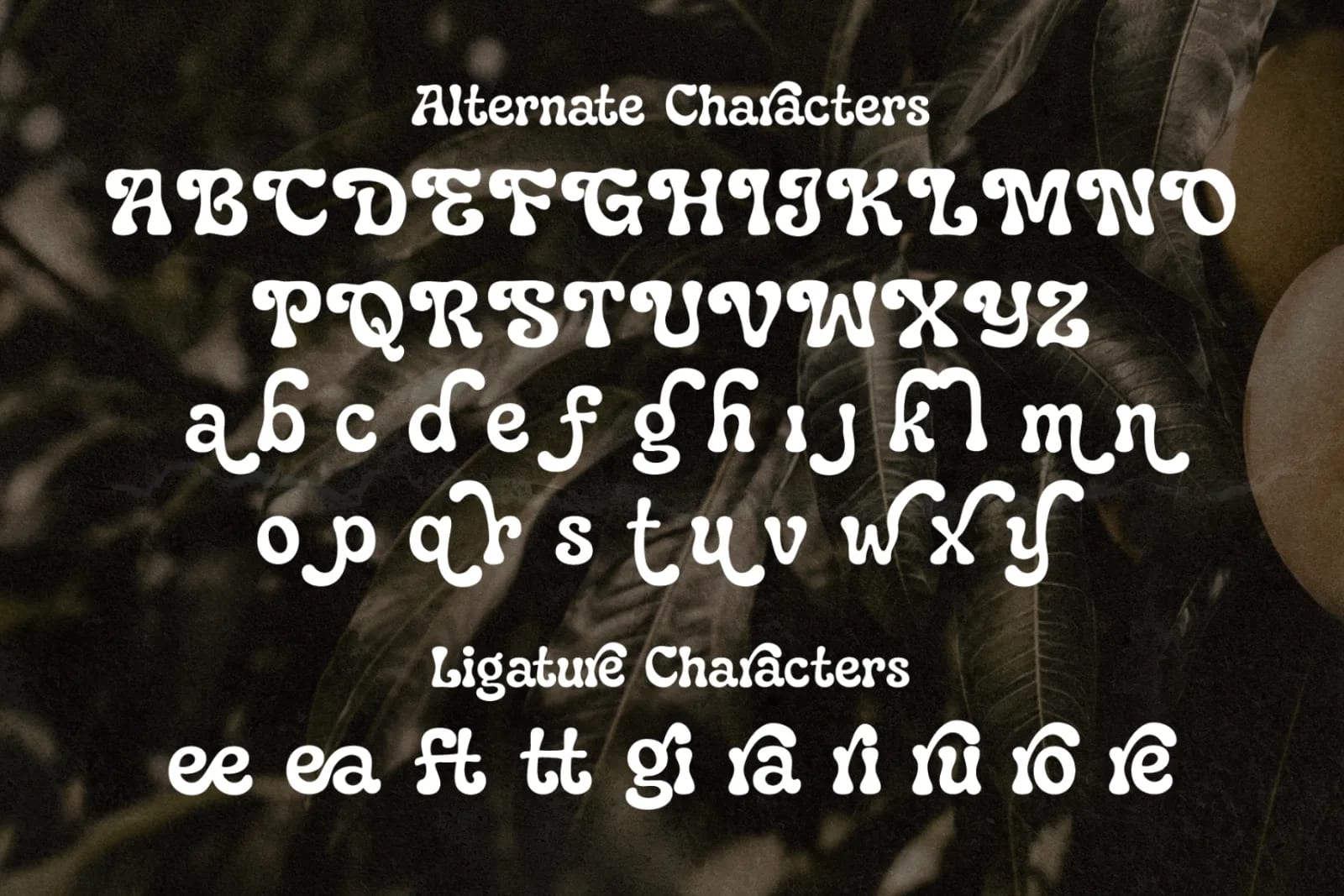 Paradisea – Elegant Vintage Serif Font (preview 3 of 6)