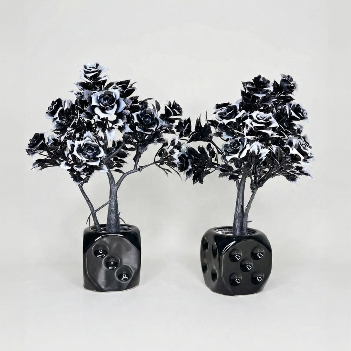 Black Dice Plant