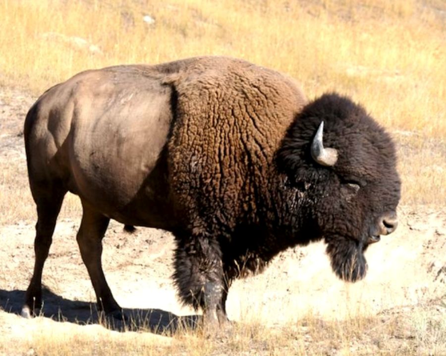 National Parks Conservation Association
