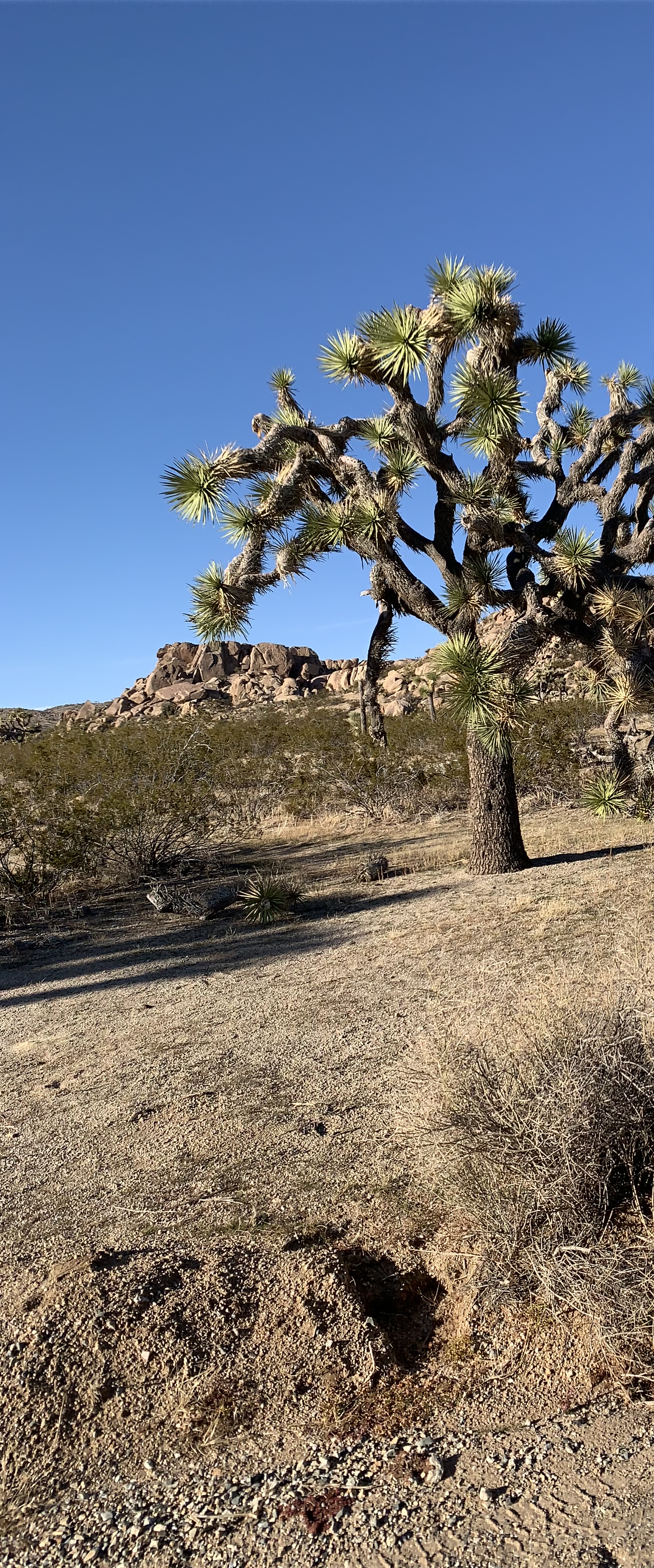 Joshua Tree