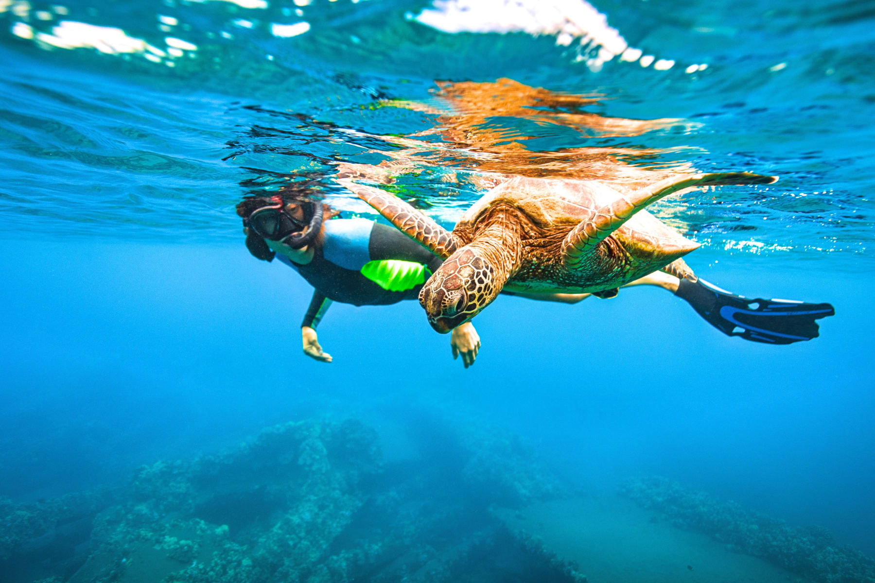 Snorkelling with a green sea turtle off Napili