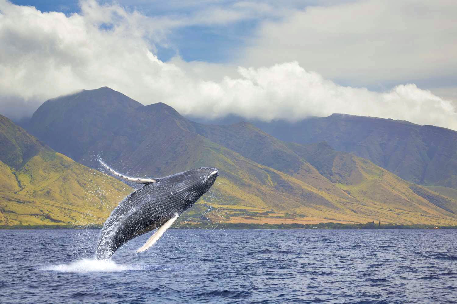 Whale season
