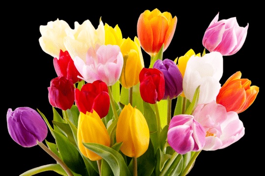 Arreglo floral tulipanes