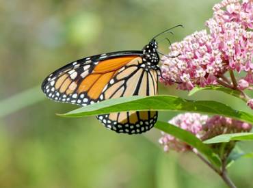 New Pollinator Resource 1 30 410