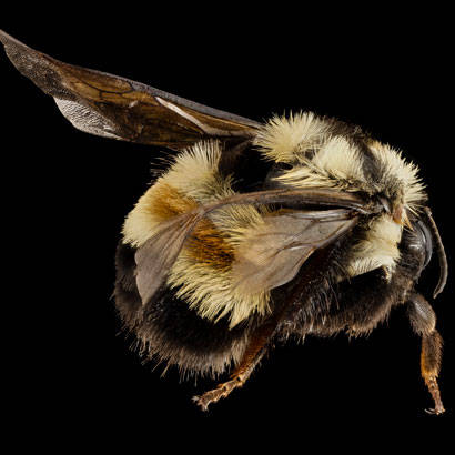 rusty patched bumble bee