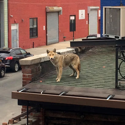 2018 April Feature Coyote on roof 410