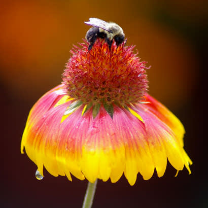 2018 July NRPA Update Parks for Pollinators4 410