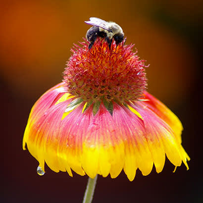 2019 February NRPA Update Advance Pollinator Health 410