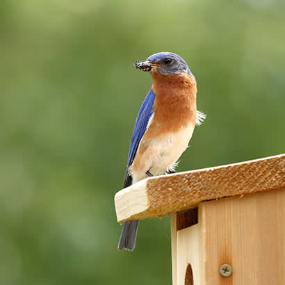 2019 May Conservation Citizen Science Volunteers Vital to Parks 410