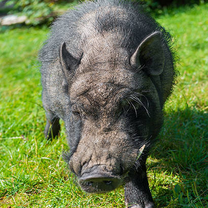 2019 October Law Review ADA Claim to Allow Emotional Support Hog in Parks 410
