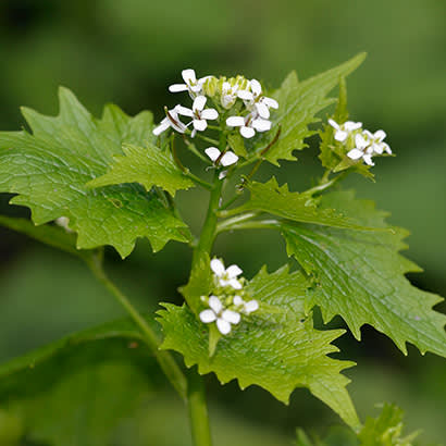 2020 February Feature Weeding Through the Thorny Glyphosate Debate 410