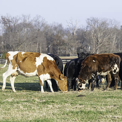 2021 February Park Bench NASCOW Race 410