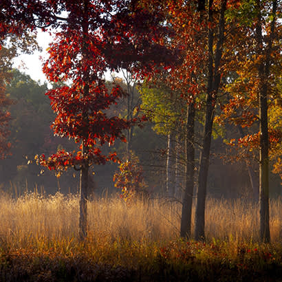 2021 June Conservation From Pines to Prairie 410x410